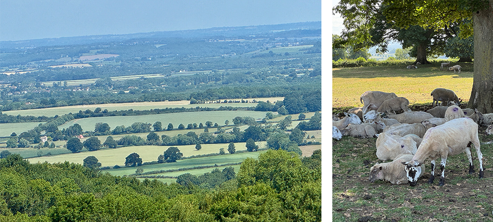 Dover's Hill views and sheep  ©Debbra Dunning Brouillette