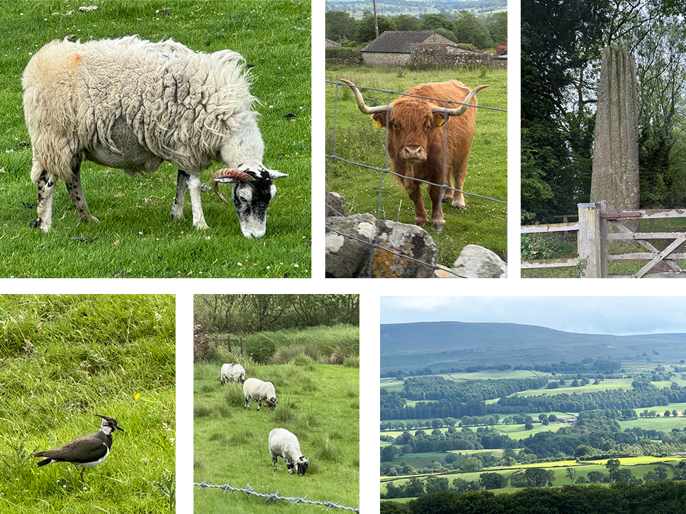 Grouping of photos taken in the Yorkshire Dales, including a sheep, longhorn cow, Devils Arrow Standing Stone, bird, three sheep and countryside view.